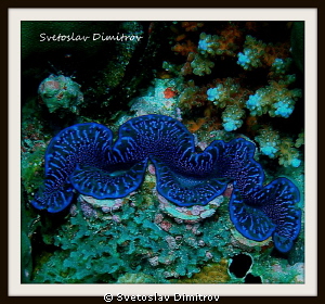 Amazing blue of the giant clam by Svetoslav Dimitrov 